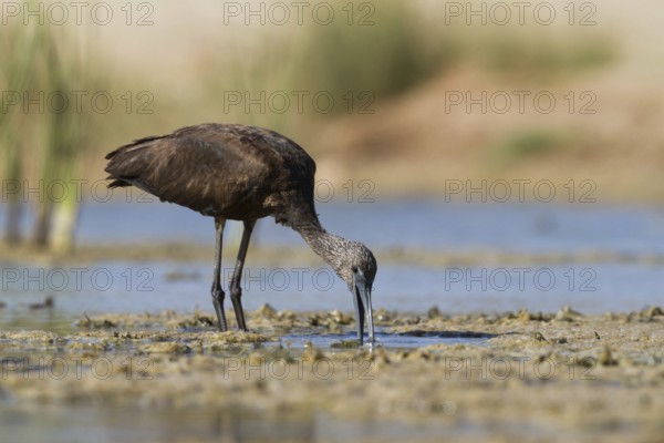 Glossy Ibis (Plegadis falcinellus) foraging, Oman