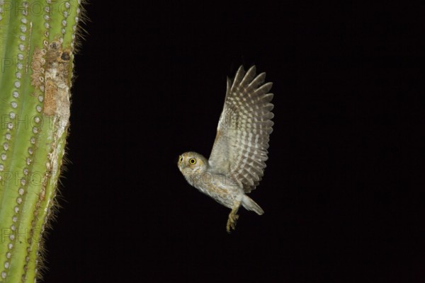 Elf Owl Micrathene whitneyi Tucson, Pima County, Arizona, United States 7 June Adult flying to nest hole in Saguaro cactus. Strigidae