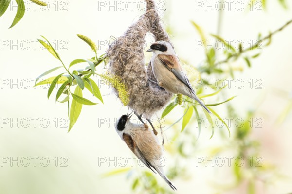 Eurasian Penduline Tit (Remiz pendulinus) pair building nest, Saxony-Anhalt, Germany
