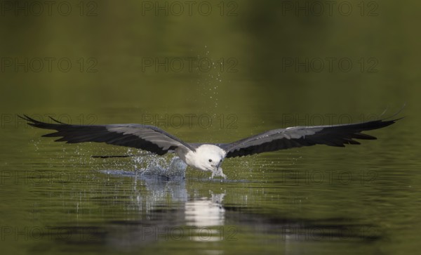 Swallow-tailed Kite (Elanoides forficatus) drinking in flight, Florida, USA