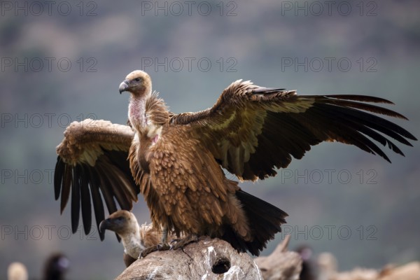 Griffon Vulture (Gyps fulvus), Castile-La Mancha, Spain