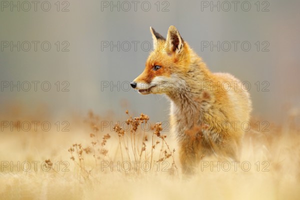 Red Fox hunting, Vulpes vulpes, wildlife scene from Europe. Orange fur coat animal in the nature habitat. Fox on the green forest meadow
