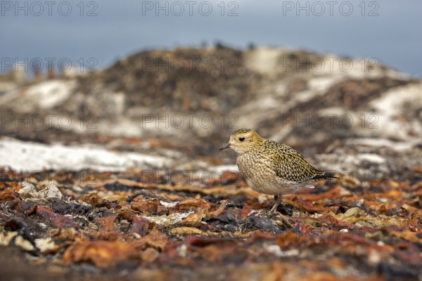 European Golden Plover (Pluvialis apricaria), Schleswig-Holstein, Germany