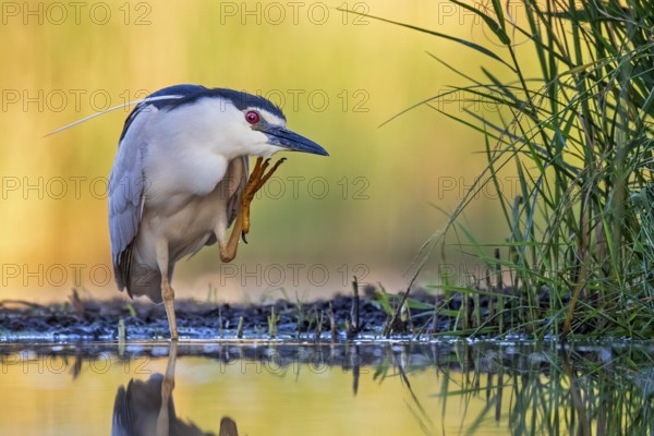 Black-crowned Night Heron (Nycticorax nycticorax) foraging, Hungary