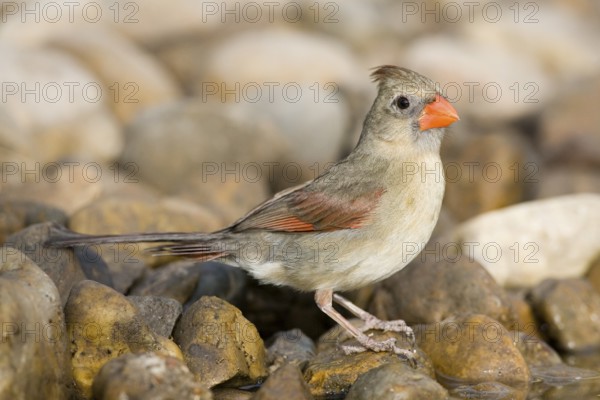 Northern Cardinal Cardinalis cardinalis Rio Grande City, Starr County, Texas, United States 27 March Adult Female Cardinalidae