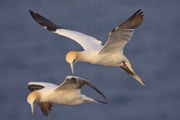Northern Gannet (Morus bassanus) flying, Schleswig-Holstein, Germany