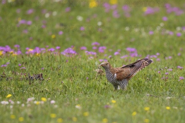 Common Cuckoo (Cuculus canorus) female perched on flowering meadow, Lake Hovsgol, Mongolia
