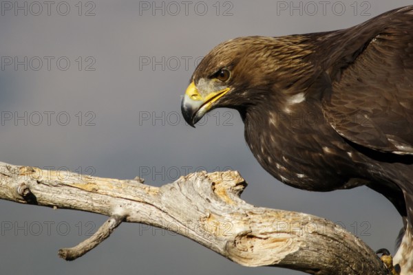 Golden Eagle (Aquila chrysaetos) immature, first winter plumage portrait, Castile and Leon, Spain