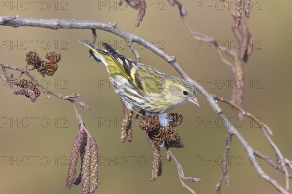 Eurasian Siskin (Spinus spinus) female, St. Gallen, Switzerland