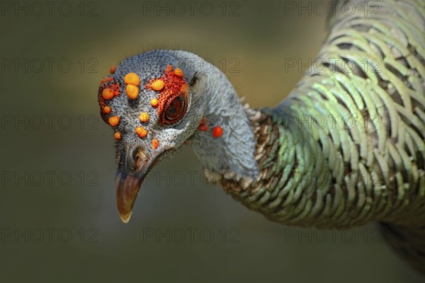 Ocellated turkey, Meleagris ocellata, rare bizar bird, Tikal National Park, Gutemala. Wild turkey, ruins forest in South America. Wildlife scene from nature. Bird with red wart, detail portrait