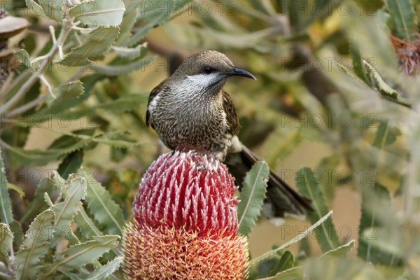 Western Wattlebird (Anthochaera lunulata), Western Australia, Australia