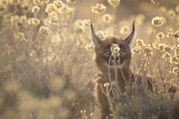 Caracal (Caracal caracal) cub portrait in meadow with flowers, Castile-La Mancha, Spain