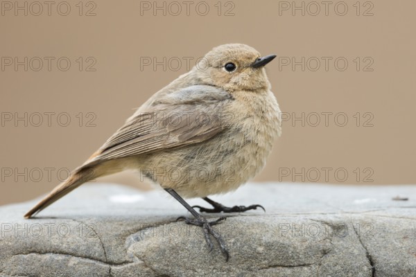 Black Redstart - Hausrotschwanz - Phoenicurus ochruros ssp. phoenicuroides, Kyrgyzstan, adult female