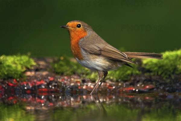 Orange songbird European Robin, Erithacus rubecula, sitting in the water, nice lichen tree branch, bird in the nature habitat, spring - nesting time, Germany