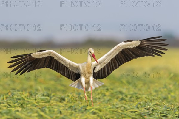 Weißstorch, White Stork, Ciconia ciconia, Cigogne blanche, Cigüeña Blanca, Cigüeña Común