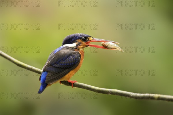 Blue-eared Kingfisher (Alcedo meninting) female perched on a branch with fish in beak, Selangor, Malaysia