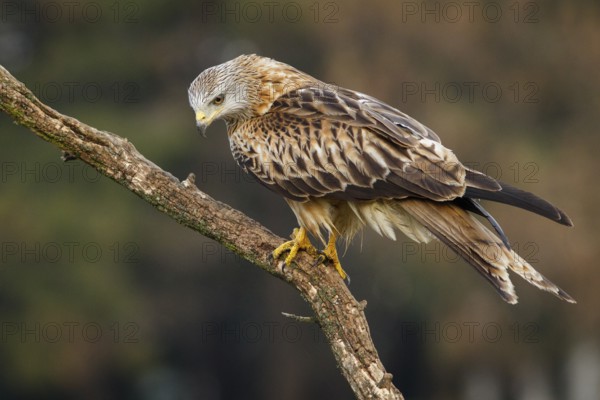 Red Kite (Milvus milvus), perched on a branch, Catile and Leon, Spain