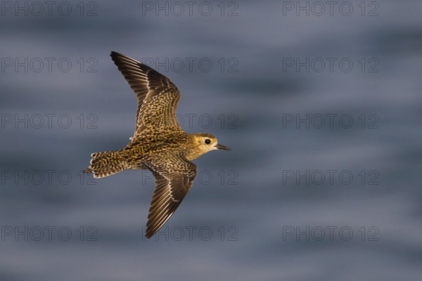 Pacific Golden Plover (Pluvialis fulva) flying, Oman
