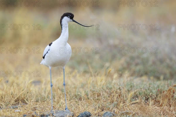 Pied Avocet (Recurvirostra avosetta), Lesvos, Greece