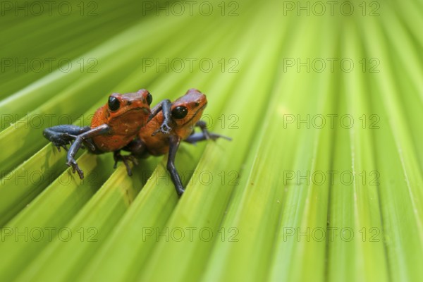 Strawberry poison frog (Oophaga pumilio), Costa Rica