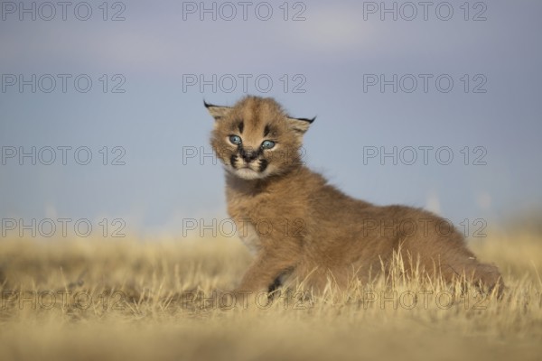 Caracal (Caracal caracal) cub playing, Castile-La Mancha, Spain