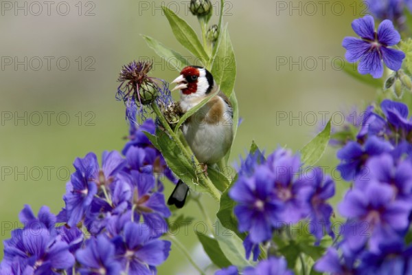 European Goldfinch (Carduelis carduelis) male feeding on seeds in garden, Mecklenburg-Western Pomerania, Germany