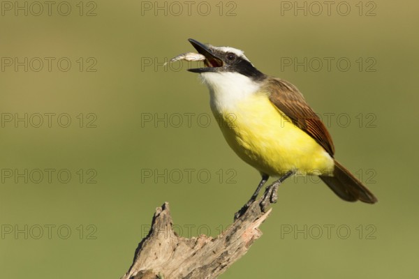 Great Kiskadee (Pitangus sulphuratus) feeding on fish, Texas, USA