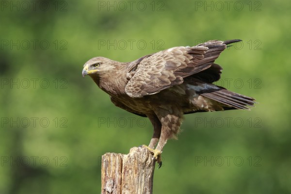 Lesser Spotted Eagle (Clanga pomarina) perched on a pale, Poland