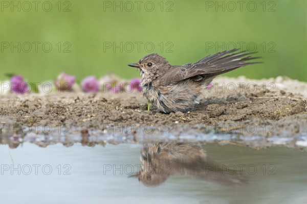 Spotted Flycatcher (Muscicapa striata) at waterhole, Aosta Valley, Italy