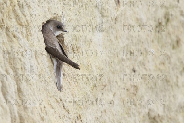Sand Martin (Riparia riparia), North Rhine-Westphalia, Germany