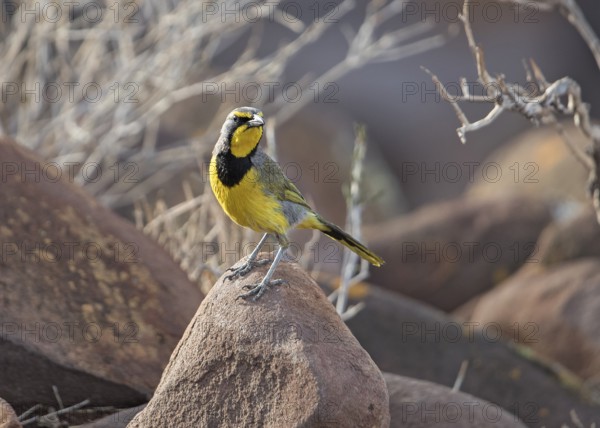 Bokmakierie (Telophorus zeylonus) perched on a rock, Namibia