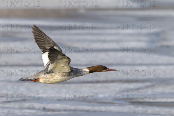 Common Merganser (Mergus merganser) female flying, Mecklenburg-Western Pomerania, Germany