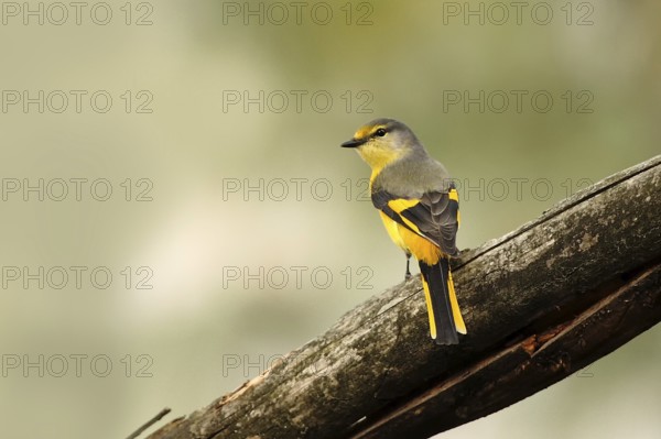 Long-tailed Minivet (Pericrocotus ethologus) female, Uttarakhand, India