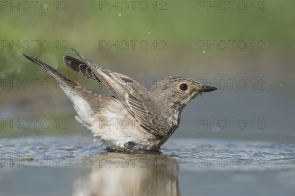 Spotted Flycatcher (Muscicapa striata) bathing, Aosta Valley, Italy