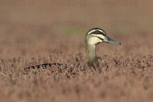 Pacific Black Duck (Anas superciliosa), Victoria, Australia