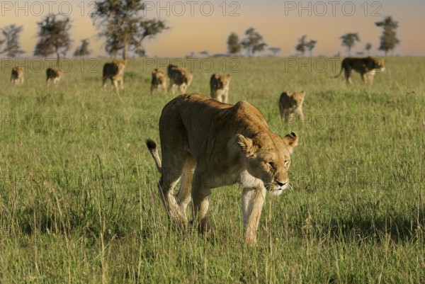 Löwe (Panthera leo), Löwenrudel mit Weibchen und Jungtieren durchstreifen zusammen die Savanne, Serengeti National Park, Tansania | African Lion (Panthera leo) pack of female lions with cubs strolling in savanna, Serengeti National Park; Tanzania