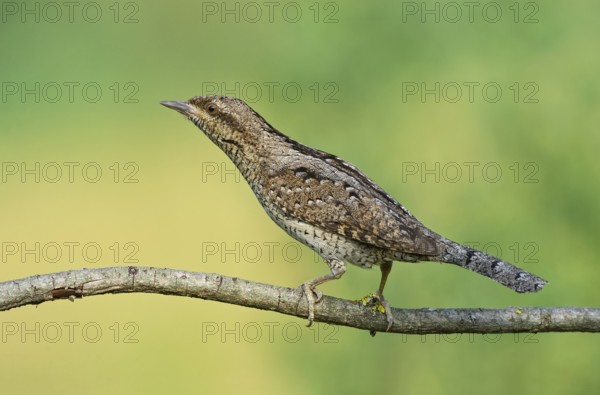 Eurasian Wryneck (Jynx torquilla) perched on a branch, Aosta Valley, Italy