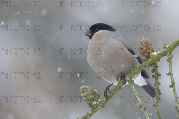 Eurasian Bullfinch (Pyrrhula pyrrhula) female, Saxony, Germany
