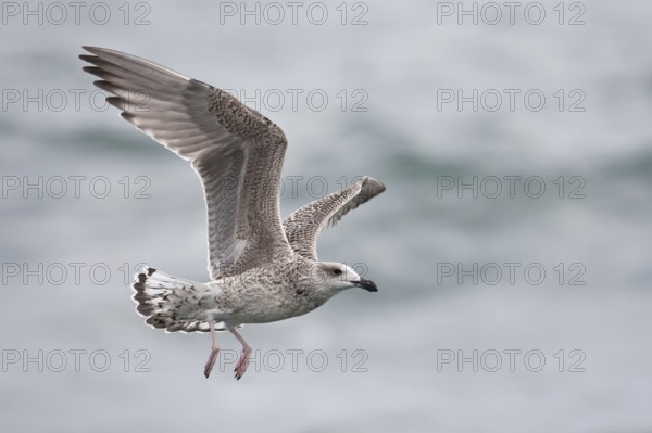 Great Black-backed Gull (Larus marinus) juvenile flying, North Sea, Germany
