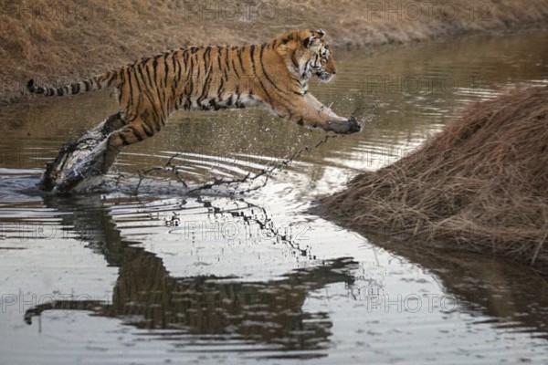 Bengal Tiger (Panthera tigris) adult jumping in waterhole, captive, Philippolis, South Africa