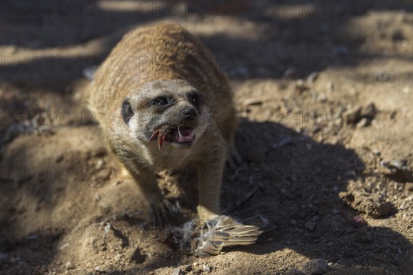 Meerkat (Suricata suricatta) feeding on killed sparrow with bird head in jaws, Castile-La Mancha, Spain