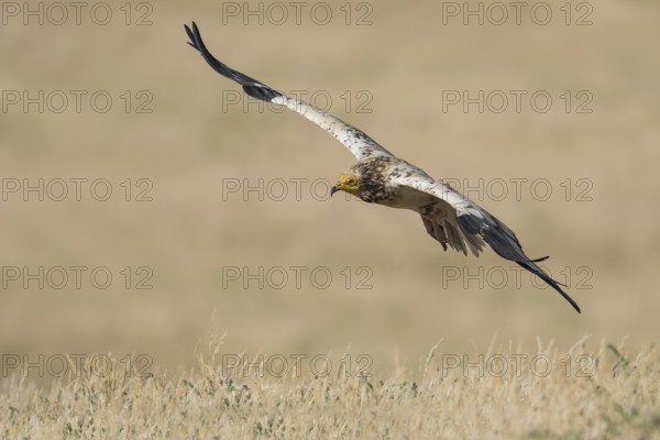 Egyptian Vulture (Neophron percnopterus) flying, Castile-La Mancha, Spain