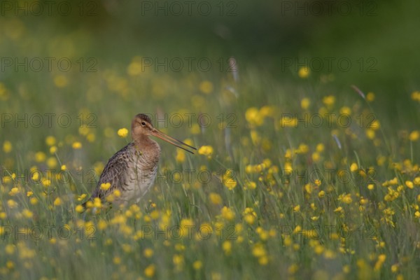 Black-tailed Godwit (Limosa limosa) calling on grassland with flowering meadow buttercup (Ranunculus acris), Schleswig-Holstein, Germany