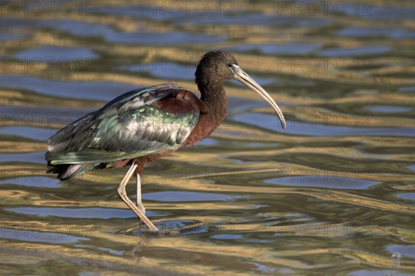 Glossy Ibis (Plegadis falcinellus) foraging, Queensland, Australia