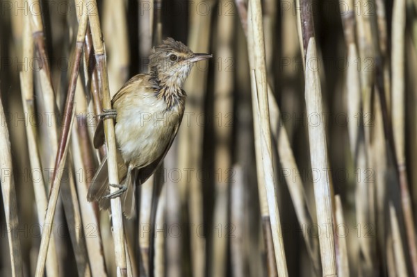 Great Reed Warbler (Acrocephalus arundinaceus) juvenile perched in reedbed, Mecklenburg-Western Pomerania, Germany