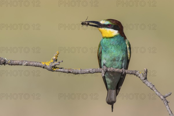 European Bee-eater (Merops apiaster) perched on a branch with an insect in its beak, Lesvos, Greece