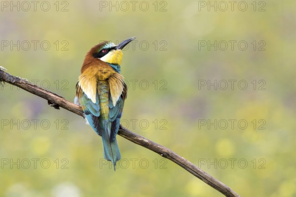 European Bee-eater (Merops apiaster) perched on a branch, Andalusia, Spain
