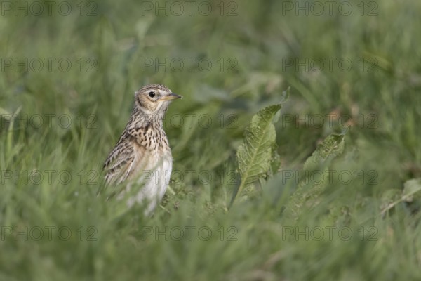 Eurasian Skylark (Alauda arvensis), Netherlands