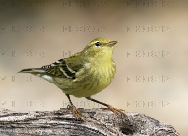 A fall plumage Blackpoll Warbler, Setophaga striata, perched in a wood near Saskatoon, Canada