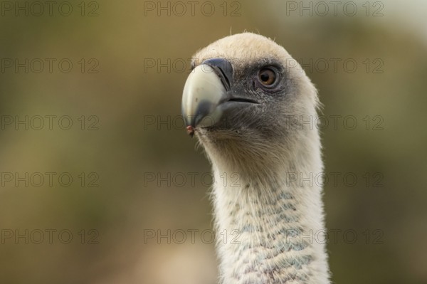 Griffon Vulture (Gyps fulvus), portrait, Castile and Leon, Spain